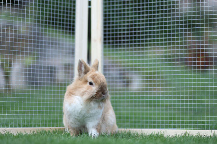 KERBL Freigehege Vario